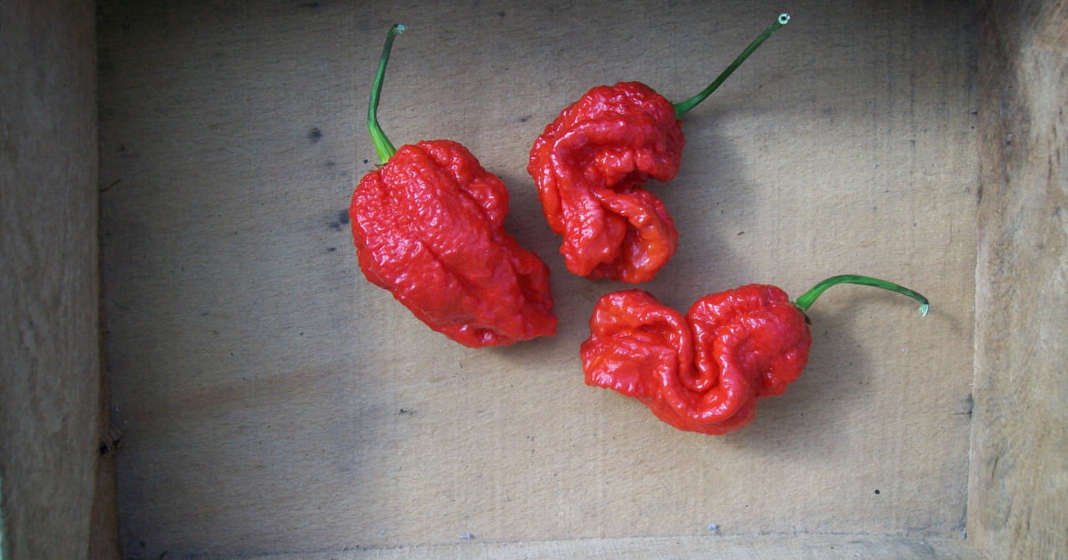 Le Carolina Reaper, le piment le plus piquant !